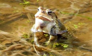 frog-blog